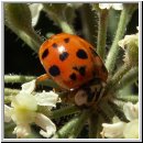 Harmonia axyridis - Asiatischer Marienkaefer 41 hsk.jpg